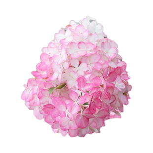 海蒂的花园圆锥绣球香草草莓耐晒耐寒绣球花庭院树苗植物花卉盆栽