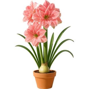 史丹利阿弗雷种球进口重瓣朱顶红大种球花卉室内绿植盆栽年宵花