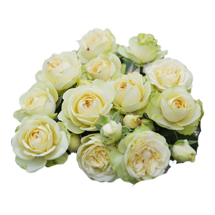 海蒂的花园旗舰店月季花苗奶油龙沙宝石奶油伊甸园花园地栽盆栽苗