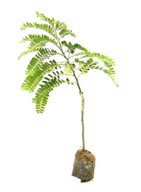 甜油甘果苗树余甘子树苗