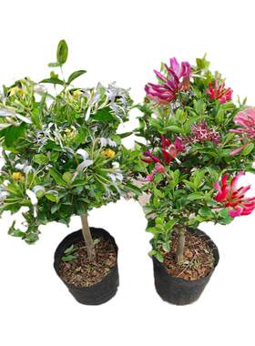 绿植金银花四季花阳台庭院四季