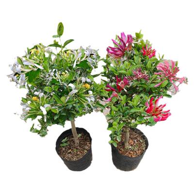 绿植金银花四季花阳台庭院四季