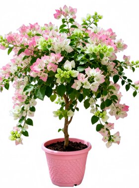 【巨好看】带花发货三角梅老桩