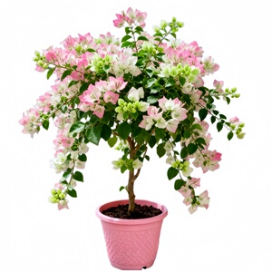 【巨好看】带花发货三角梅老桩