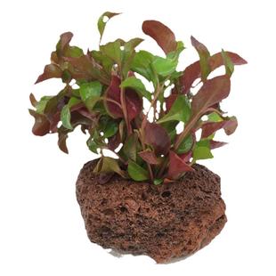 水榕美凤莫斯火山石定植懒人水草鱼缸造景石小水榕瓦利斯榕巴榕