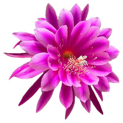 令箭荷花重瓣勤花品种昙花大花苗