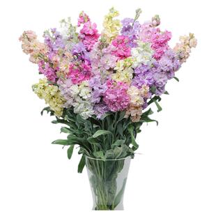 海蒂的花园紫罗兰淡香切花耐阴草本花卉阳台庭院盆栽植物花苗