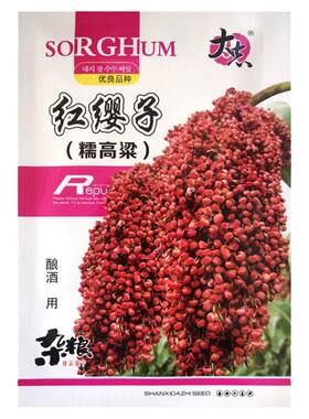 红缨子红高粱种子抗旱