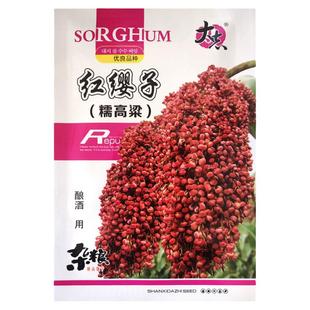 红缨子 红高粱种子 酿酒糯高粱种籽春季高杆矮杆高产抗旱食用高粱