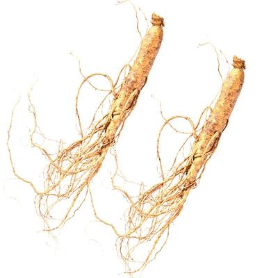 新鲜人参长白山现挖带土东北天杰