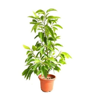 四季开花白兰花盆栽黄桷兰黄玉兰庭院白玉兰花树苗观花植物浓香