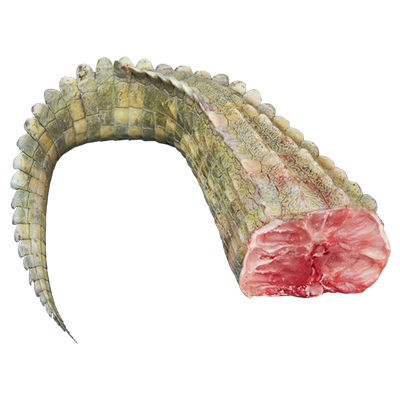 鳄鱼尾，鲜活宰杀鳄鱼尾可切