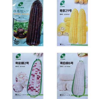 甜玉米种子好吃高产大棒非转基因