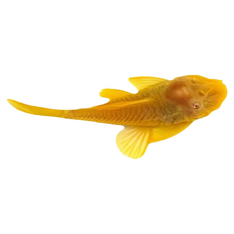 黄金胡子清洁鱼清理饲料残渣粪便小型工具鱼清理绿藻褐藻热带淡水