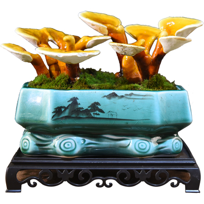 灵芝盆景观赏室内办公室茶室中式绿植桌面摆件好养装饰盆栽微景观