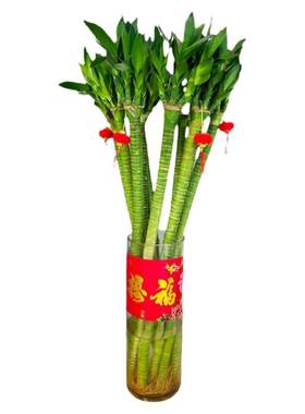 粗杆龙竹文昌富贵竹室内水培植物