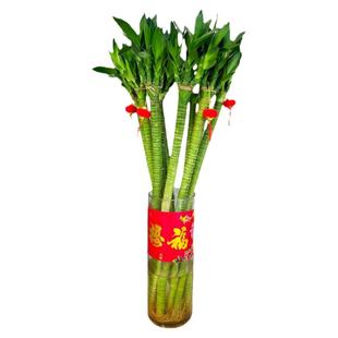 富贵竹文昌竹水养龙竹多头粗大带根易活桌面盆栽室内植物净化空气
