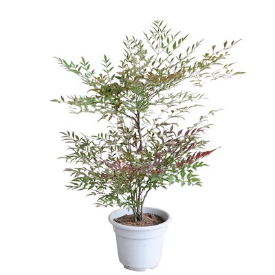 南天竹树苗子盆栽植物室内