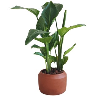 亲爱的绿植 天堂鸟鹤望兰盆栽办公室内极乐鸟北欧风四季常青植物