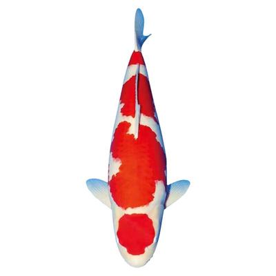 日系纯种锦鲤锦鲤鱼淡水鱼观赏鱼