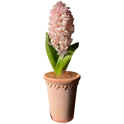 进口风信子超大球耐寒浓香包对版