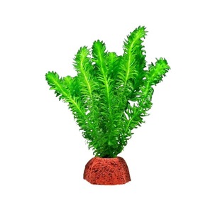 火山石水草植物鱼缸造景专用水培阴性蜈蚣草绿菊真草增氧绿植摆件