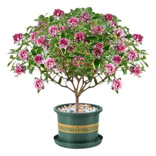 金边瑞香盆栽浓香型老桩树苗大盆景小花苗带花苞四季长青花卉绿植