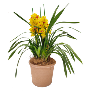 海蒂的花园 兰花兰草盆栽杂交蕙兰草本阳台室内花卉植物盆栽苗