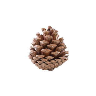 天然油松干果松塔圣诞装饰松果花幼儿园diy手工材料拍摄道具原色