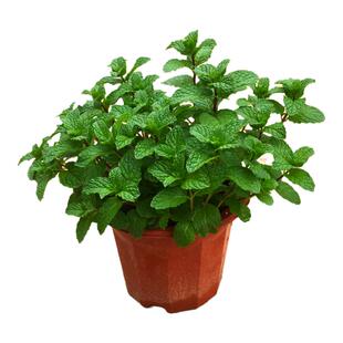 薄荷盆栽可食用好养绿植室内阳台四季常青花草植物桌面驱蚊小盆景