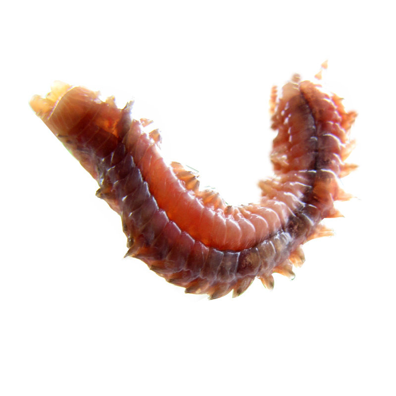 海蜈蚣中国沙蚕老网海钓饵虫饵