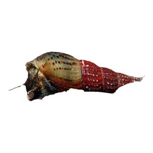 马来螺淡水观赏螺苹果螺鱼缸除藻清洁翻砂工具螺吃残食淡水螺活体