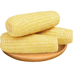 西双版纳糯玉米真空包装甜粘粗粮代餐非转基因粘苞米棒当季新玉米