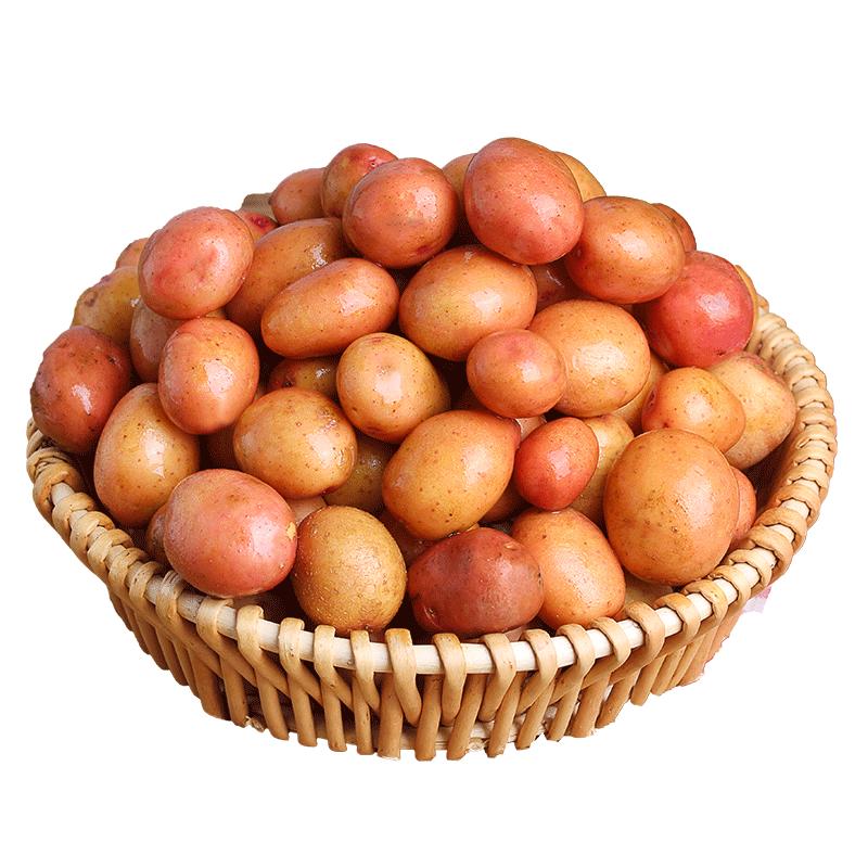 云南高山迷你黄心小土豆新鲜红皮拇指洋芋商用特小马铃薯现挖批发