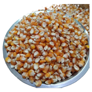 大别山传统老品种小金黄非转基因玉米种农家可留种玉米粒1斤