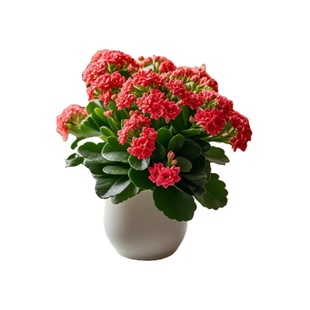 长寿花重瓣大花花苗盆栽带花苞四季金狐狸桌面开花好养活花卉植物