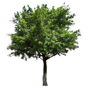 小叶榕树苗细叶榕盆栽庭院绿化风景树耐寒耐热名贵树苗可造型盆景