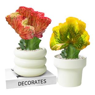 玉麒麟盆栽带根带盆彩麒麟多肉植物办公室内客厅桌面招财摆件盆景