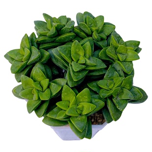 多肉植物组八神童送八角盆土72