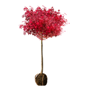 早熟水蜜桃树苗嫁接黄桃树苗树南方北方种植树苗桃树果苗当年结果