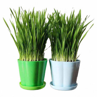 现成猫草已种好猫薄荷水培小麦种子懒人猫草种植套装狗草长好即吃