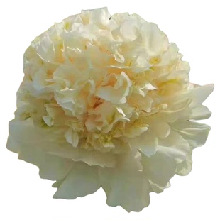 菏泽经典品种绿牡丹春柳牡丹花苗浓香大花重瓣绣球型盆栽庭院阳台