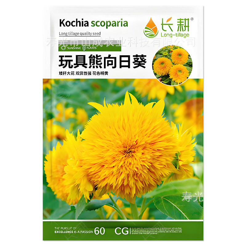 玩具熊向日葵种子花卉种子