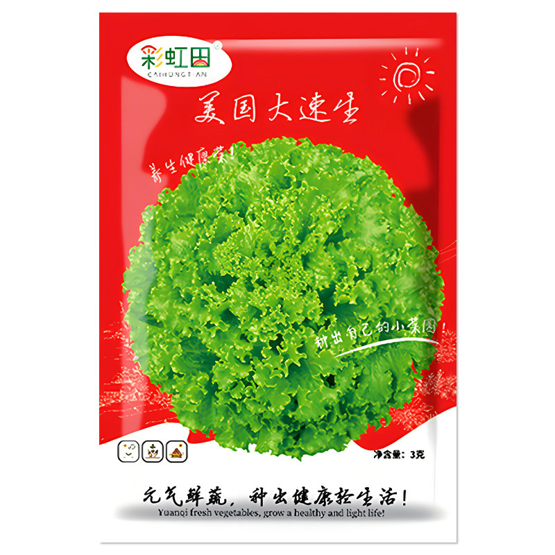 美国大速生种子玻璃生菜