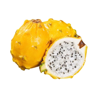 火龙果苗燕窝火龙果嫁接苗四季结果火龙果树苗南北方盆栽地栽纯甜