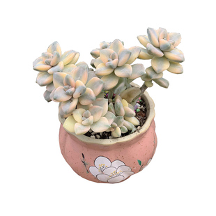 美杏锦云南控养精品多肉植物带自然覆轮锦多头小贵货可爱萌肉盆栽