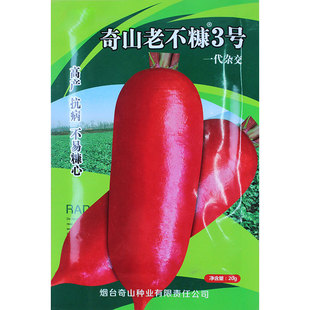 大红丰萝卜种子籽种东北特大红皮高产红圆四季秋季蔬菜菜籽大全孑