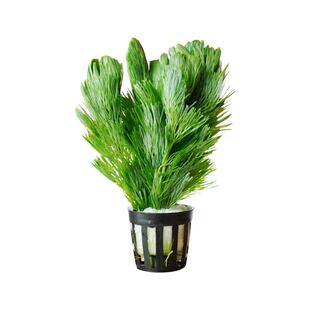 绿菊水草植物鱼缸造景真草水草缸净化造氧懒人套餐冒泡阴性蜈蚣草
