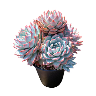 粉蓝鸟一物一拍向阳派厚叶蓝鸟群生老桩包邮多肉植物盆栽仙气蓝色