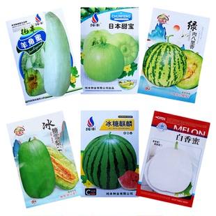 羊角蜜麒麟8424西瓜甜瓜种子种籽甜脆香蜜瓜盆栽菜园水果蔬菜种子
